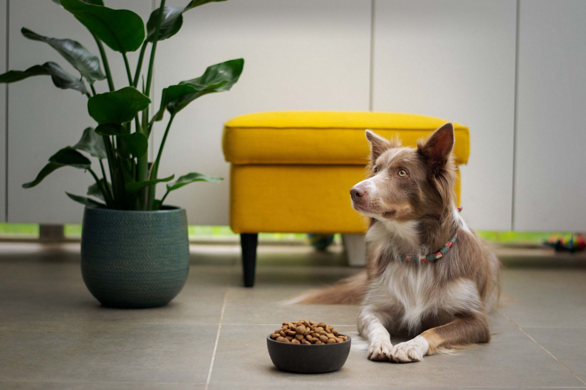 Packaged dog food often contains processed meat (Image via Unsplash/Ayla Verschueren)